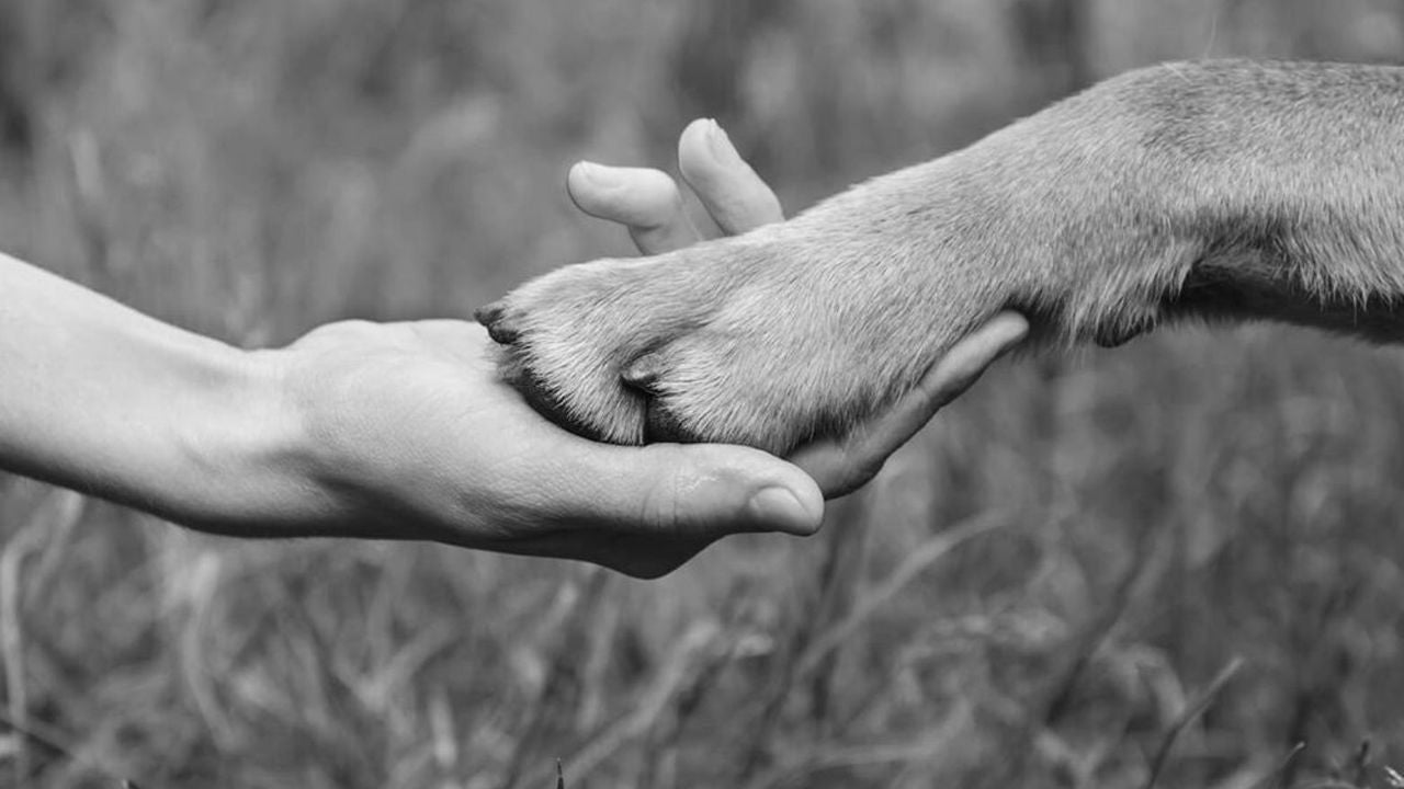Copia de w17 - Qué es el diagnóstico veterinario